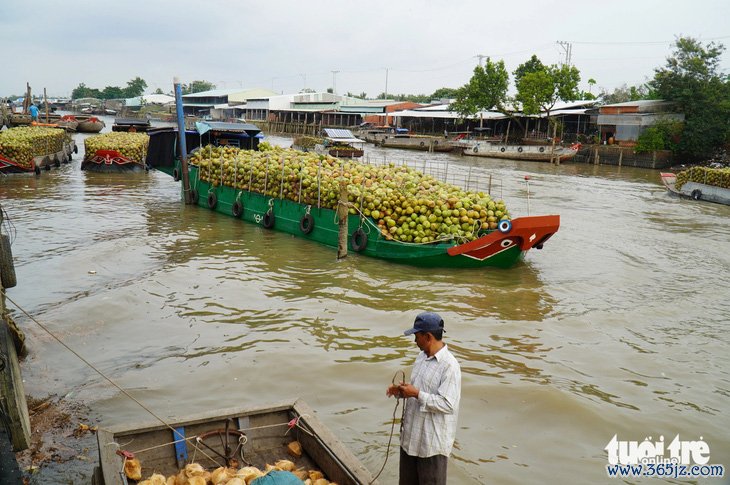 Giá dừa khô 140.000 đồng/chục， nhà vườn có cơ hội sống được với cây dừa - Ảnh 1.